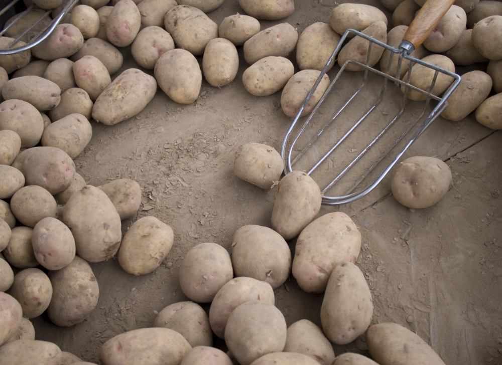Skąd Przybyły Ziemniaki Do Polski Polski ziemniak znów trafia na Ukrainę - Fresh-market.pl