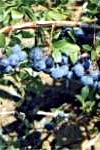 Borówka wysoka Bluecrop