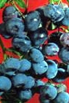 Borówka wysoka Earlyblue