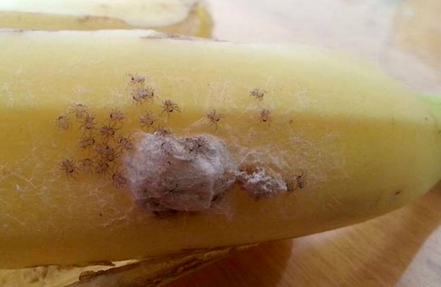 Kolejne Pająki W Kiści Bananów Fresh Marketpl