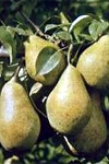 Paryżanka