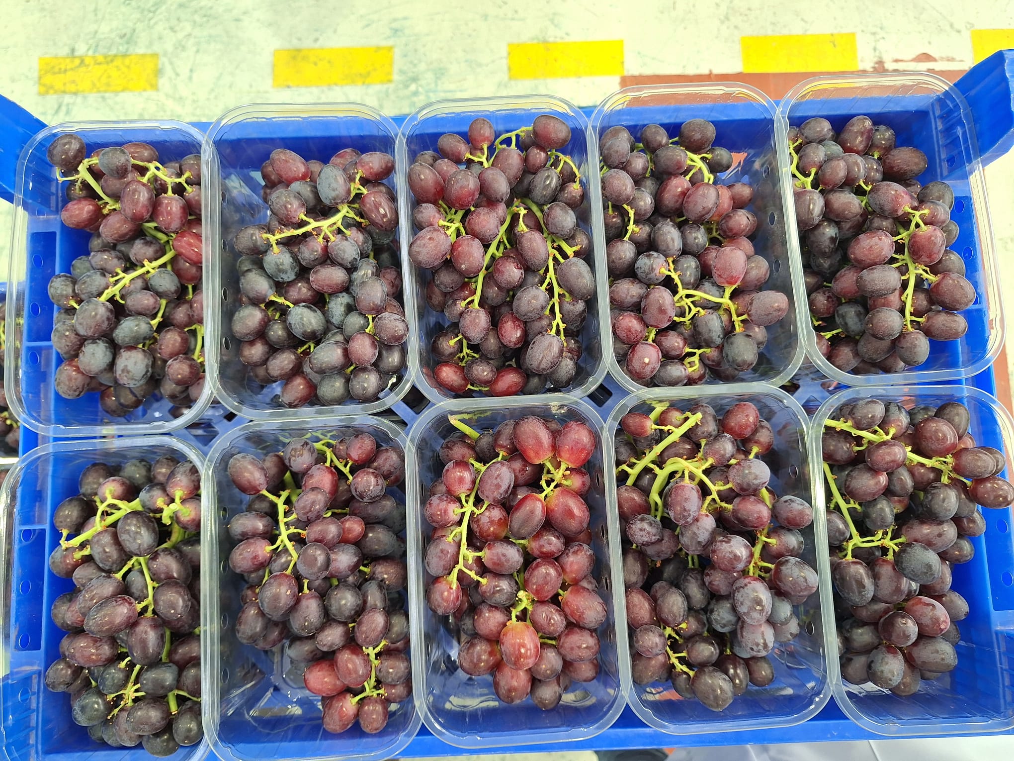 Winogrona Radiare